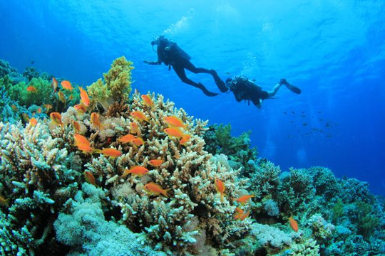 PADI Discover Scuba