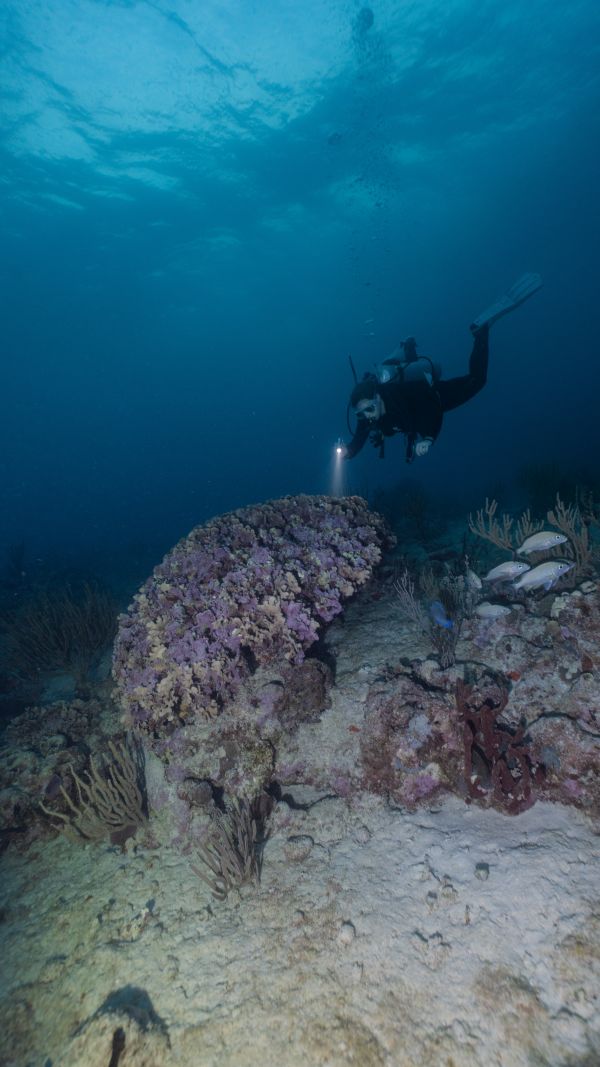 Night Diver