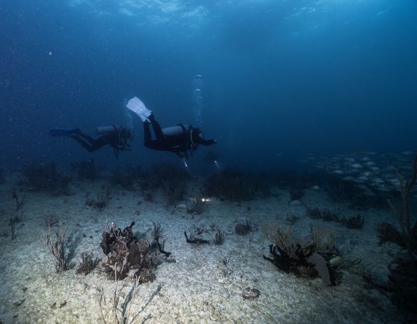 Night Diver