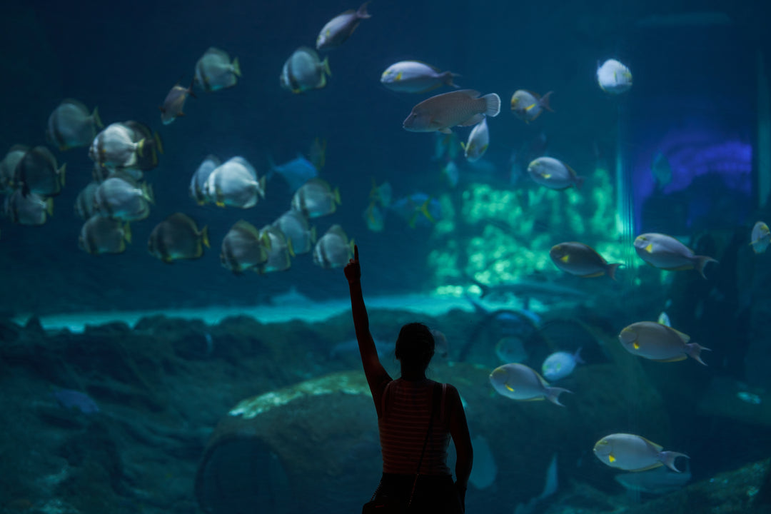 PADI Open Water Diver Course