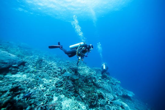 PADI FreeDiver Course